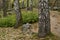 Powerful birch trunks in the rocky garden