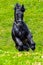 Powerful Black horse running in the green field at the farm in Transylvania Romania