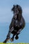 Powerful Black horse running in the green field at the farm in Transylvania Romania