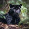 The Powerful Black Jaguar in the Forest
