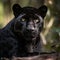 The Powerful Black Jaguar in the Forest