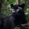 The Powerful Black Jaguar in the Forest