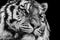 Powerful black and white high contrast animal portrait of a tiger face