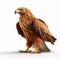 Powerful Brown Eagle On White Background - Daz3d Style