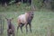 A powerful bull Elk bugles after a female.