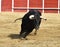 A powerful bull in spain with big horns running in bullring