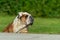 Powerful elderly English Bulldog male lying on the grass with a watchful look peers into the distance