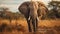 Powerful Elephant In The Wild: Capturing Moments Of Strength And Beauty
