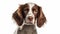 Powerful And Emotive Portraiture Of English Springer Spaniel Puppy