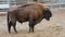 A powerful European bison surveys its territory.