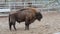 A powerful European bison surveys its territory.