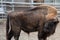 A powerful European bison surveys its territory