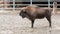 A powerful European bison surveys its territory