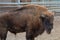 A powerful European bison surveys its territory