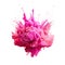 Powerful explosion of pink holi powder on transparent background. Saturate pink smoke paint explosion, fume powder