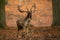 Powerful fallow deer stag roaring in autumn forest