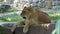 Powerful Female Lion Lies With The Open Mouth And Relaxes in a Zoo