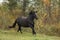 Powerful galloping percheron in autumn