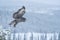 Powerful Great Grey Owl Strix nebulosa taking off from a small tree