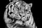 Powerful high contrast black and white tiger face