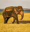 Powerful huge elephant