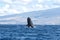 Powerful humpback whale breaching in the watersa of Maui near Lahaina.