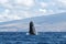 Powerful humpback whale breaching in the watersa of Maui near Lahaina.