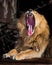 Powerful lion growls wide opening a huge predatory red mouth, a dark background