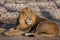 Powerful lion male with a chic mane consecrated by the sun