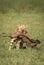 Powerful lioness carrying her kill in a vertical portrait walking in Ndutu in Tanzania