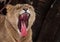 Powerful lioness growls roars, opening up a huge voracious red mouth close-up; language, throat and teeth are visible. Dark