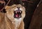 Powerful lioness growls roars, opening up a huge voracious red mouth close-up; language, throat and teeth are visible. Dark