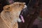 Powerful lioness growls roars, sticking out a red tongue against a dark background, facing a lionessâ€™s face in profile close-