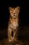 Powerful lioness at night illuminated by light, the beast on a dark background