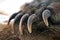 Powerful long sharp claws on the front paw of brown bear