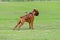 Powerful male German Boxer dog breed stands on a green lawn