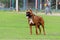 Powerful male German Boxer dog breed stands on a green lawn