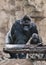 Powerful male gorilla and his cute little son, a symbol of fatherhood, against the backdrop of rocks