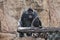 Powerful male gorilla and his cute little son, a symbol of fatherhood, against the backdrop of rocks