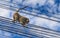 A powerful male monkey Climbing along the power lines