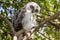 Powerful Owl