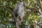 Powerful Owl