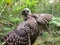 Powerful owl bird