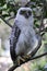 Powerful Owl fledgling