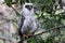 Powerful Owl fledgling