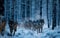 A powerful pack of wolves moves swiftly across a snowy landscape, surrounded by the winter forest's serenity