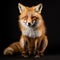 Powerful Portraits: Capturing The Dignified Poses Of A Red Fox In A Studio