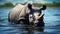 Powerful Rhino Swimming In Congo Waters