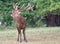 Powerful roaring Red deer stag.(Cervus elaphus)