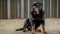 a powerful Rottweiler dog with a serious expression, standing confidently in a professional studio setting.
